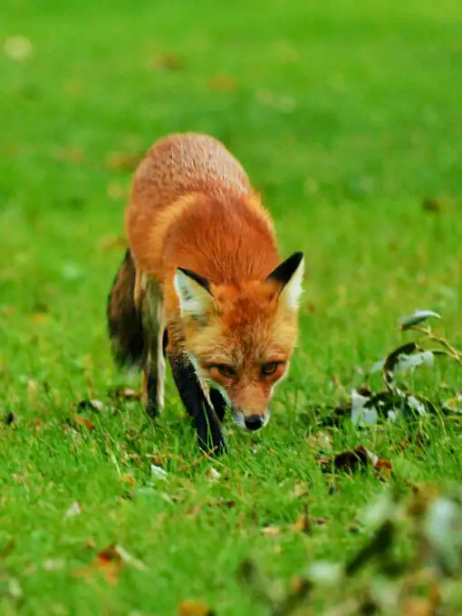Foxes will repeatedly target homes that don’t have secure food waste bins and those with pets or livestock such as chickens. They will create large amounts of mess and potentially seriously harm or kill your pets. We provide protective measures and pest control to stop this happening. 
