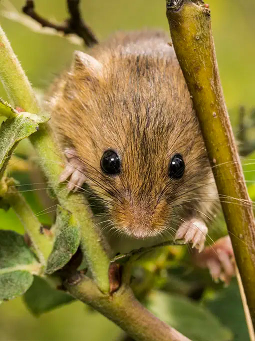 Mice may look cuter than their rodent cousins, but they are not to be taken lightly. They will urinate and leave droppings almost anywhere, leaving you with foul smells, and causing damage by chewing through cables, wires and furniture. This causes significant health and safety issues and will require immediate pest control. 