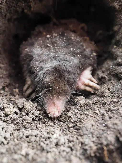 Invisible but damaging, moles can affect the aesthetic and structure of your garden. Our humane & ethical  mole control techniques minimise garden disruption while effectively eliminating moles.      