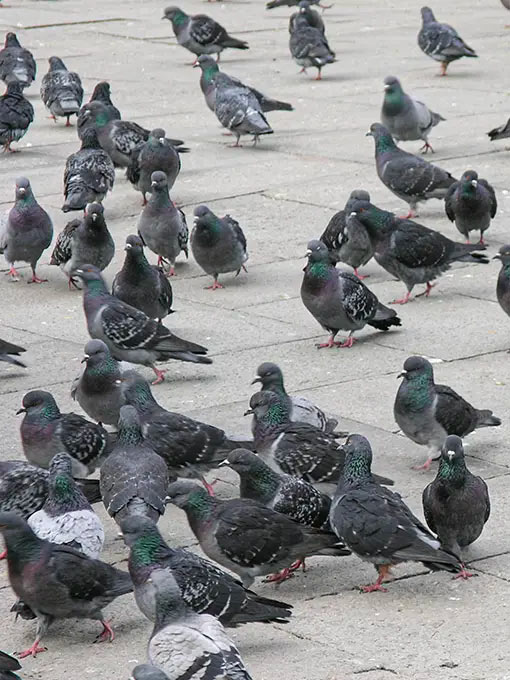 People with low immunities are at risk from pigeon infestations due to them carrying various diseases such as Psittacosis and Chlamydiosis, which are found in their dry droppings. The diseases are then carried in the wind and inhaled. Moreover, they will also nest in or around your property and leave large amounts of droppings on pathways, vehicles and house exteriors. 