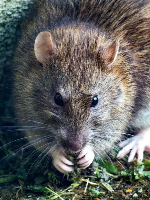 Our rat control strategy prioritises environmental, human, and pet safety. We use a non-toxic approach and humane traps to effectively address rat infestations without causing harm.      