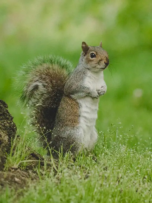 Our squirrel control services provide tailored solutions for humane and effective squirrel management to get them – and keep them – off your property. 