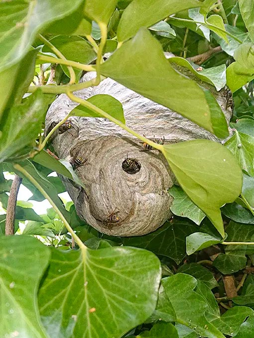 We recognize the ecological role wasps play but understand the inconvenience and danger of their nests. Our experienced team is ready to remove wasp nests efficiently, safely, and quickly from your premises.